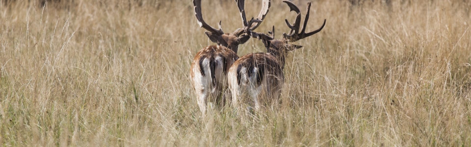 Fallow deer stags