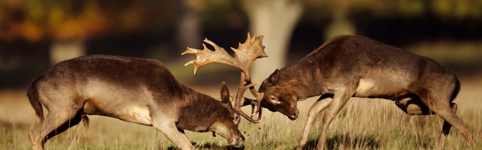 Two male fallow deer fighting during rut